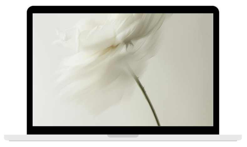 Explore Guided Practices A laptop mockup displaying a soft-focus, abstract white flower on the screen, showcasing the Wellspring Willow digital resource library.